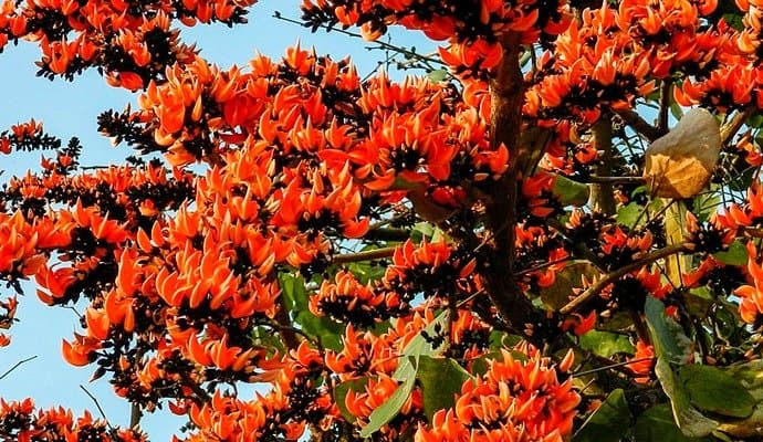 Weather forecast in bengal