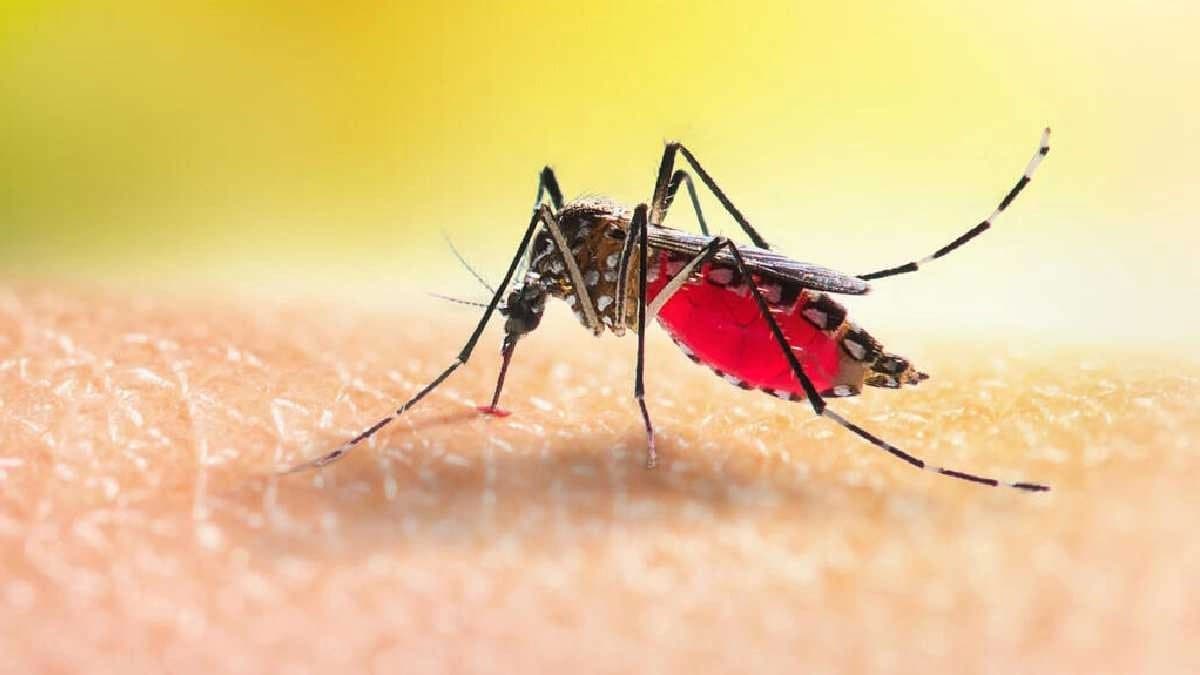 Iceland now has mosquitoes says new survey