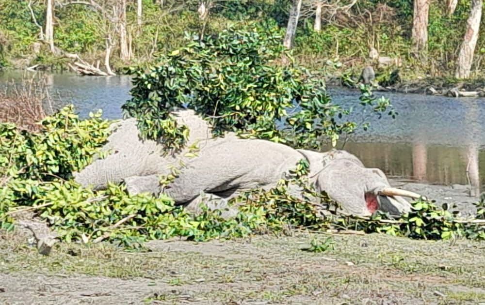 One elephant seriously injured fighting another in alipurduar
