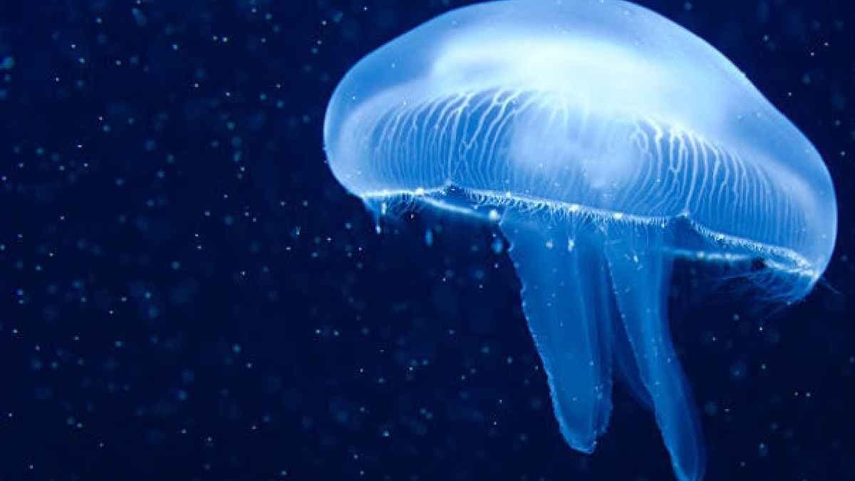 Jellyfish can reverse ageing and live forever