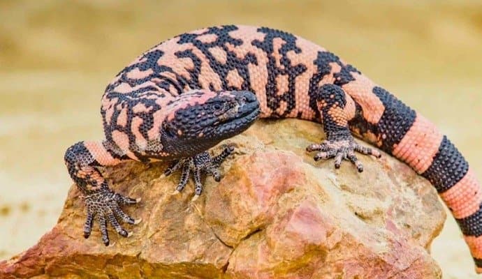 Man dies of lizard byte