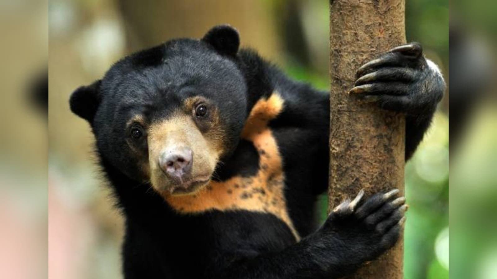 Malayan sun bear spotted in mizoram forest_gnr