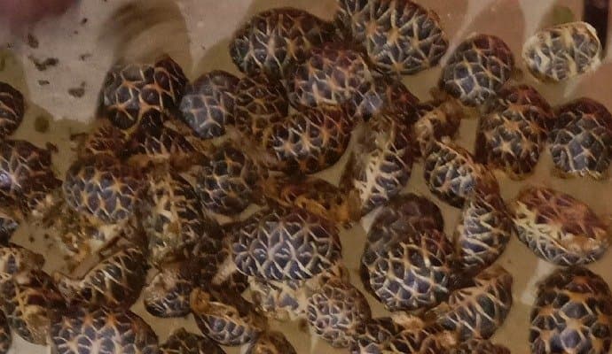 tortoile rescued by bsf, one arrest