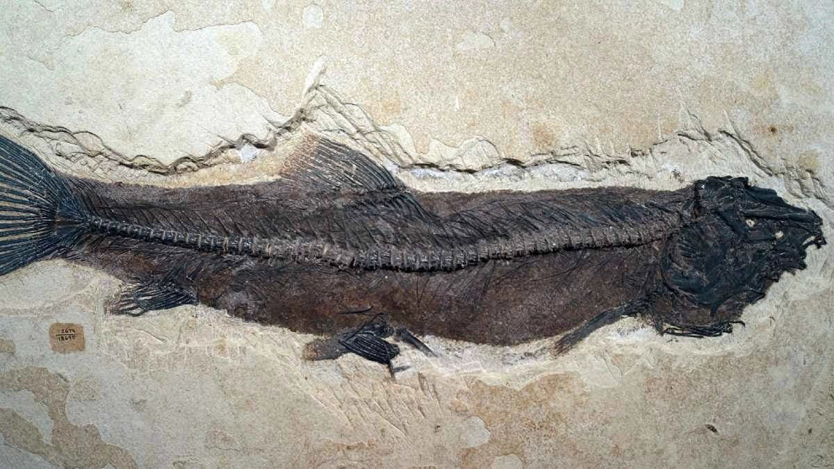 7000 year old fossil reveal how Human first start Fishing
