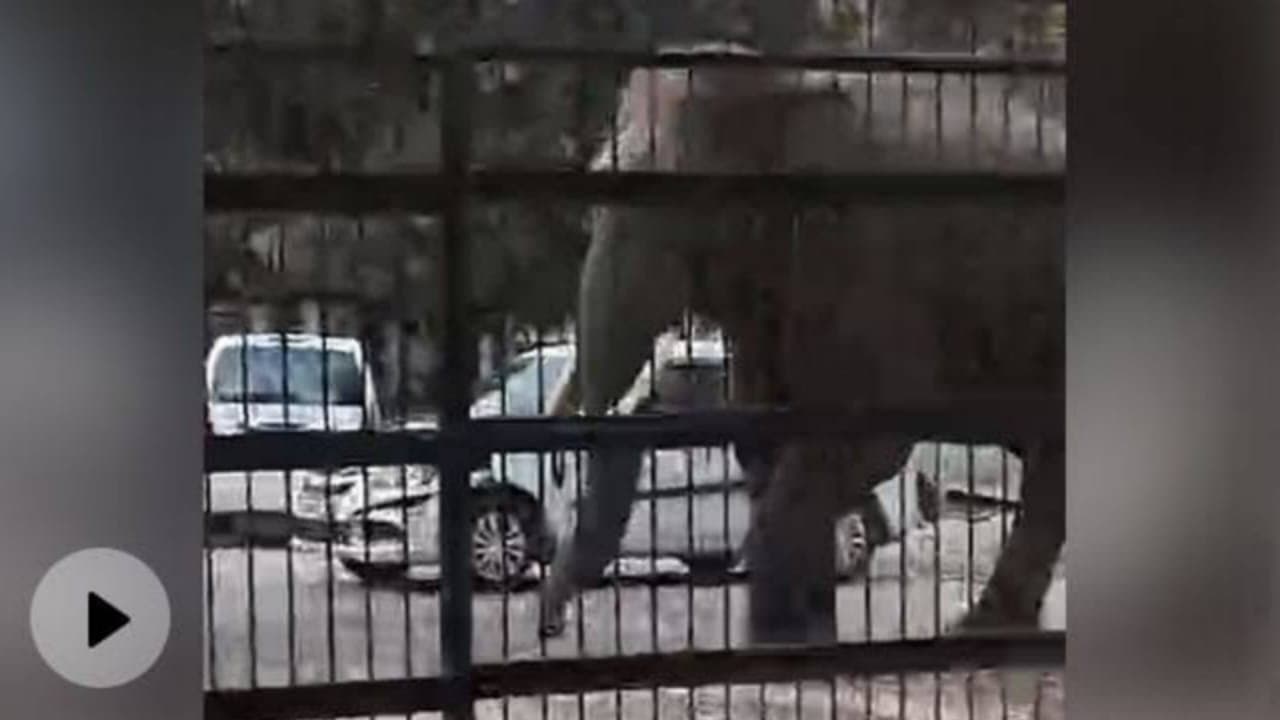 Panic At Uttarakhand Court After Wild Elephant Enters