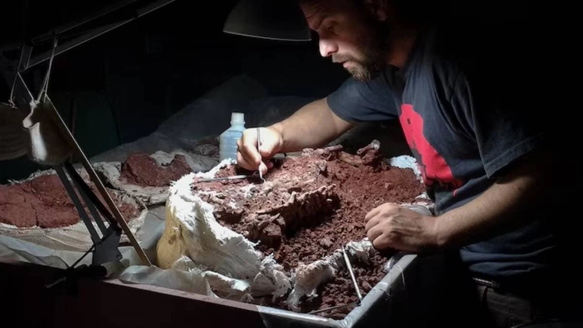 New species of dinosaur discovered by scientists