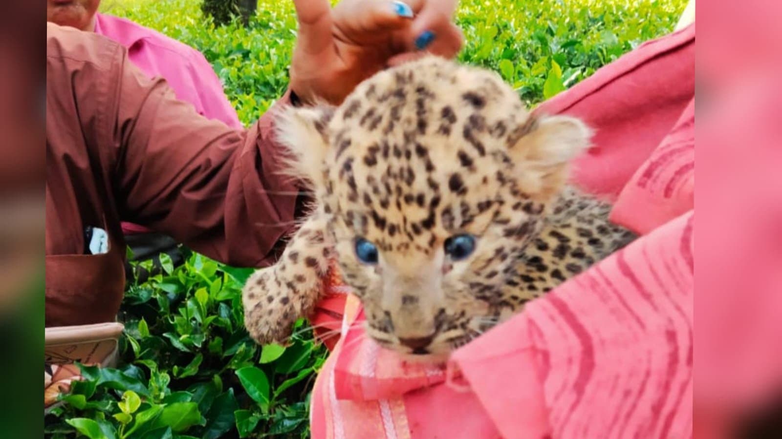 Leopard cub found in jalpaiguri_gnr