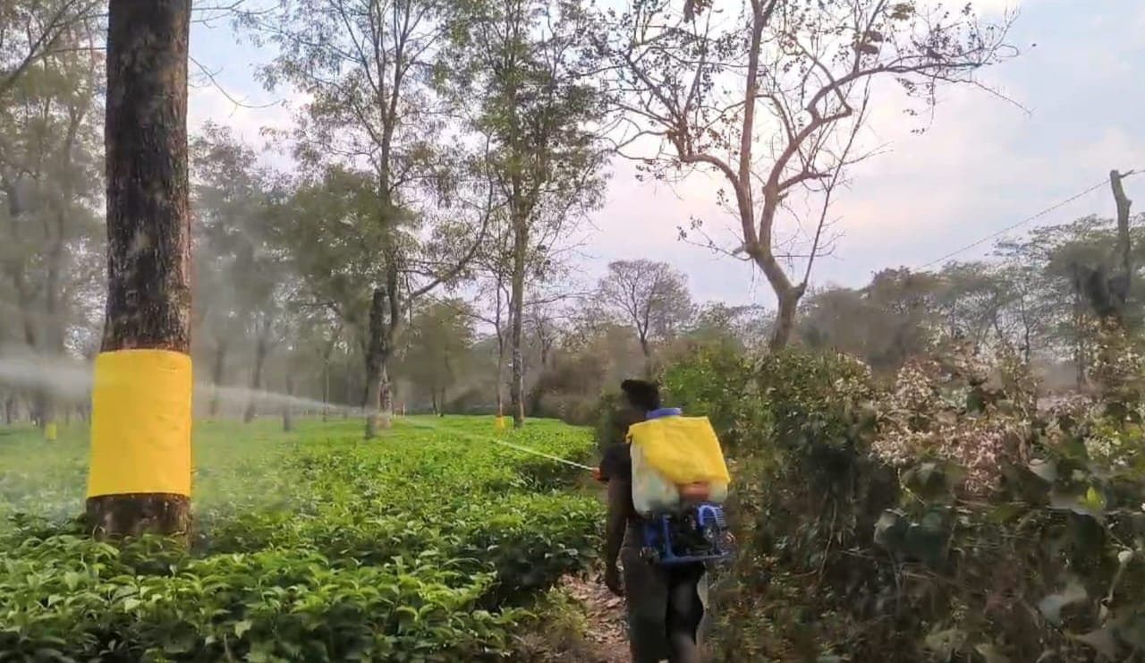 New method of using pesticides in tea gardens
