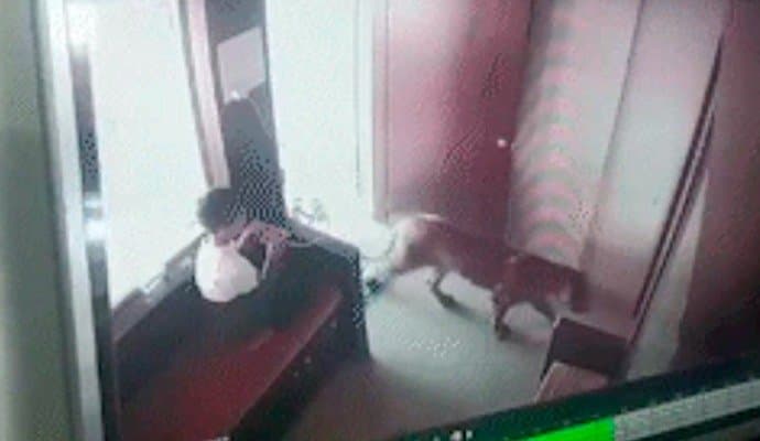 CCTV shows how Maharashtra boy, 12, calmly handled leopard situation