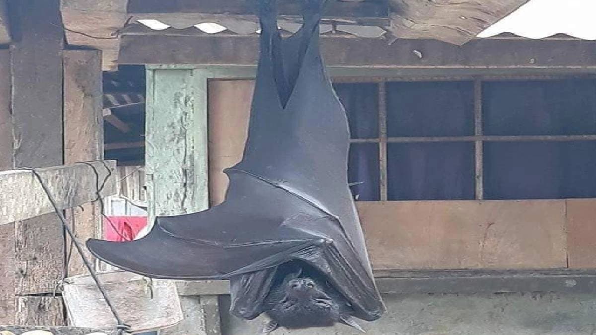 Human sized bat discovered in Philipines