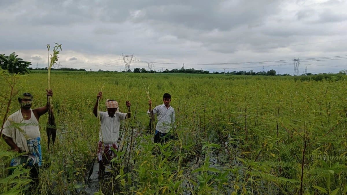 Thermal ash damaging Bengal framing lands