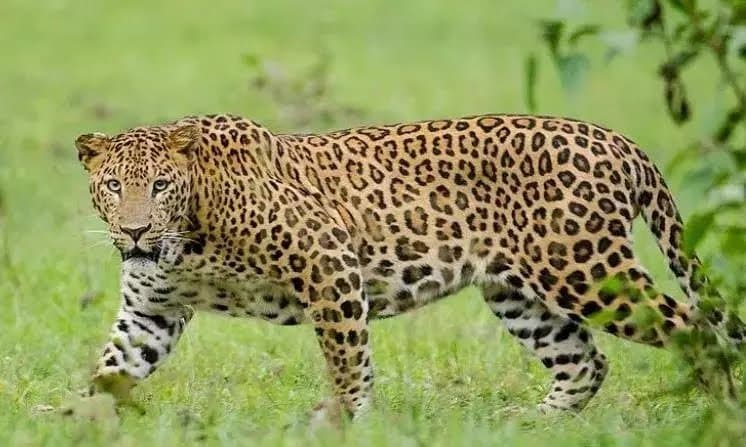 Woman Claims Sighting Leopard At Odisha Airport gnr
