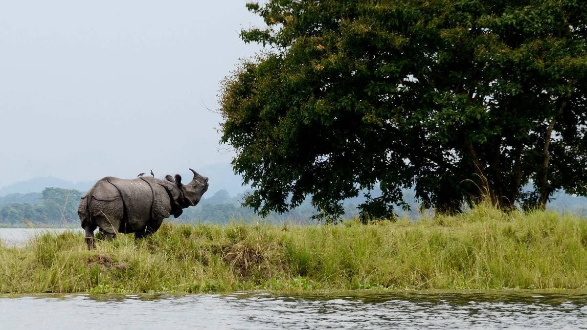 Kaziranga national park hits two decade tourism high gnr