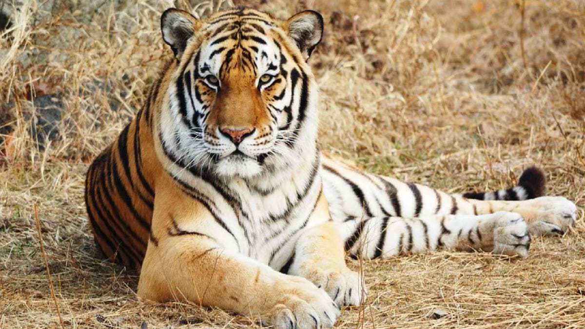 5 asian countries and there national animals