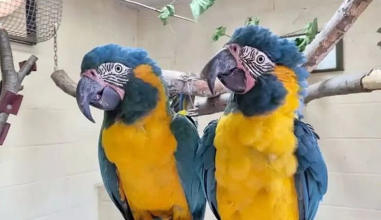 Fugitive Parrots Who Escaped London Zoo Caught 60 Miles Away gnr