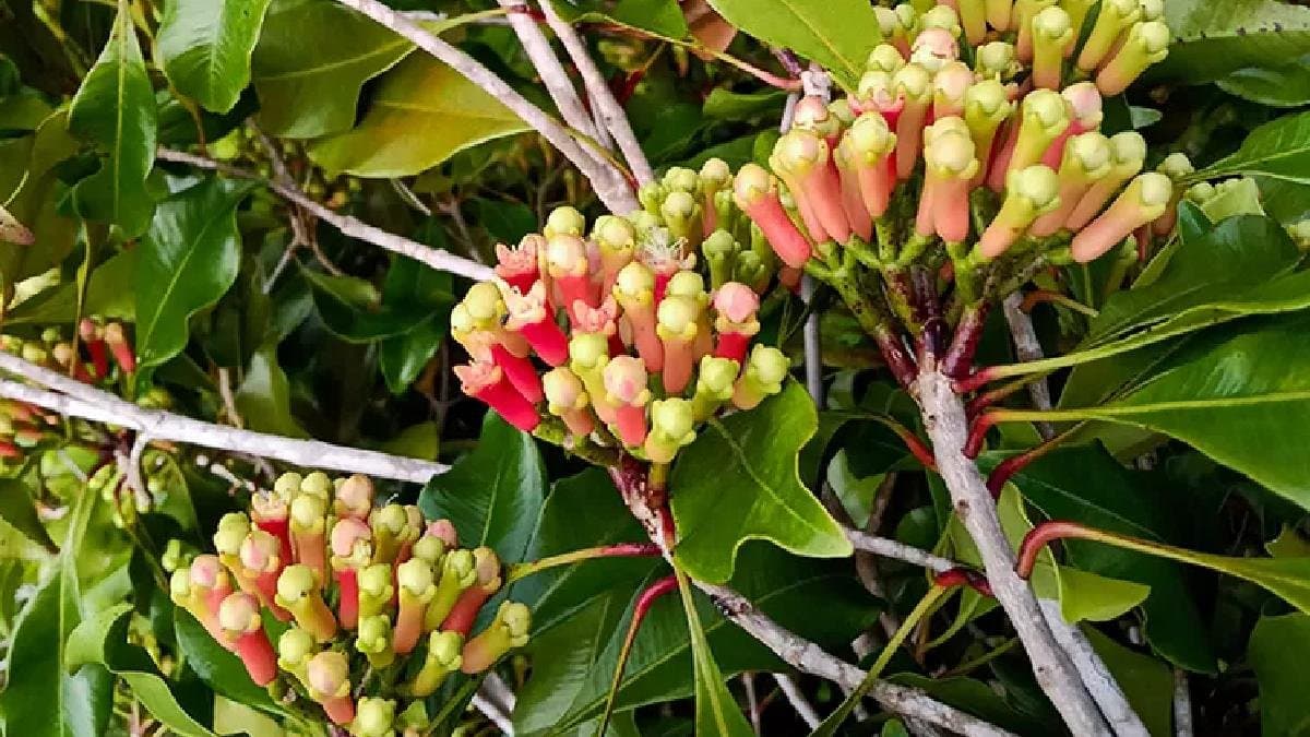 health benefits of clove lif