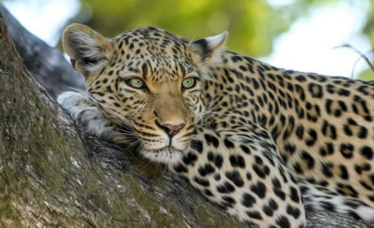 Leopard Spotted In Ludhiana Colony