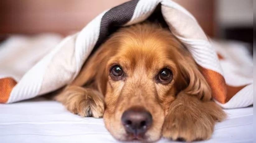 easy tips of pet care in winter lif