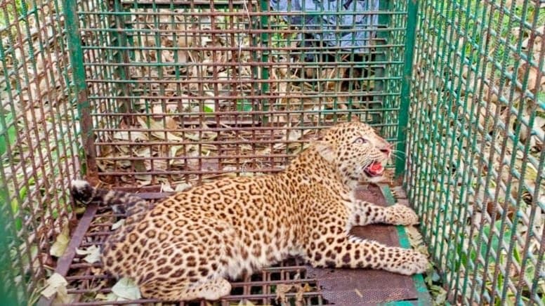 Another leopard caught in Dalgaon tea garden