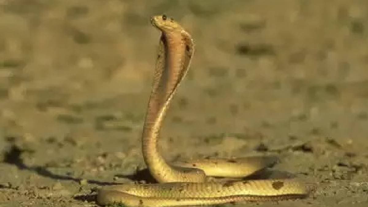 Cape cobra is the most venomous snake of Southern Africa gnr