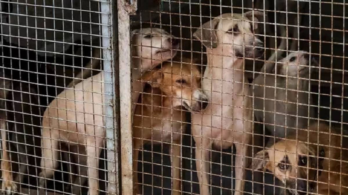 Minimal space, pending funds The state of dog shelters in Delhi