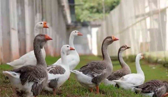 brazil jail security maintain by ducks