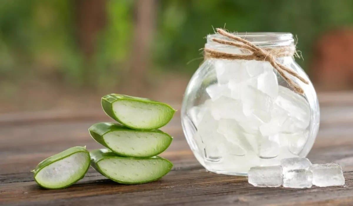 Aloe Vera is a wonder plant! Here are it’s 5 health benefits