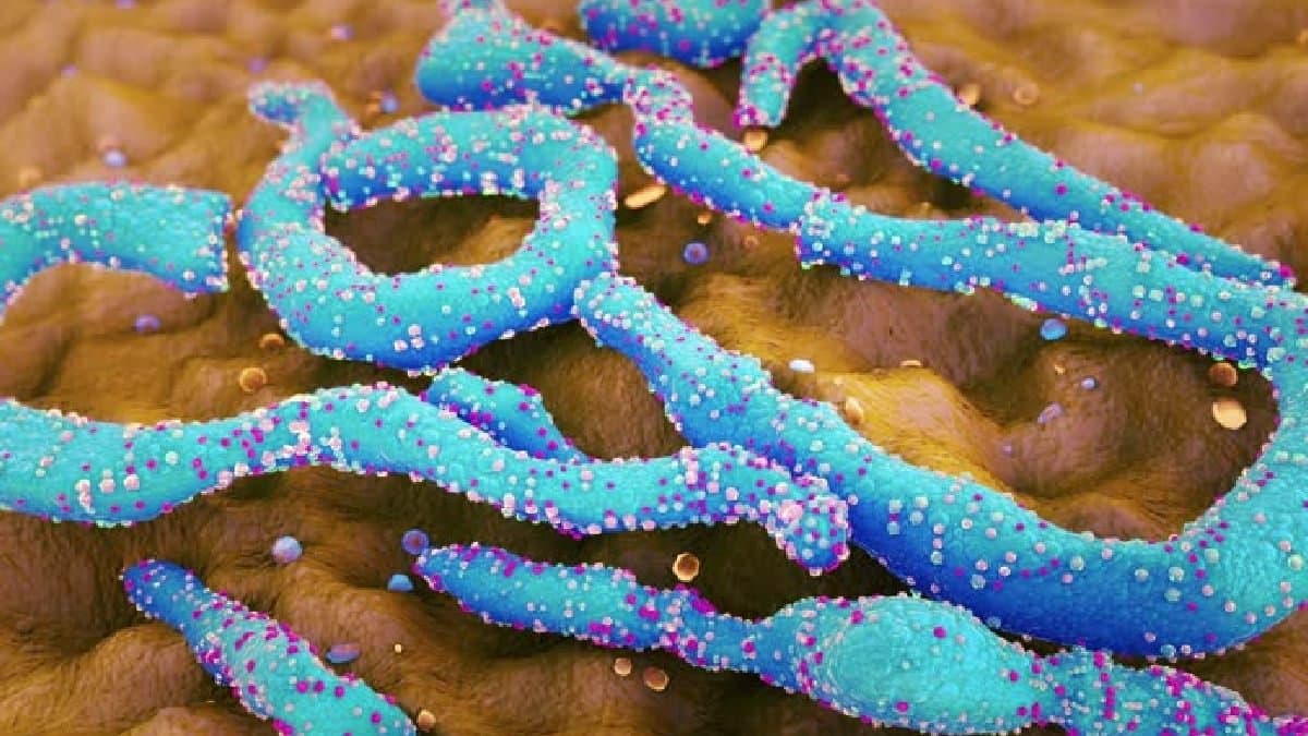 Marburg virus update outbreak in Tanzania kills 8 gnr