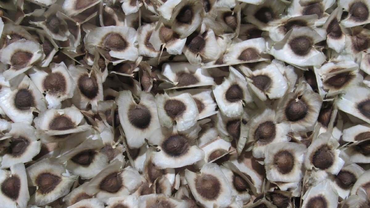 Multiple use of moringa