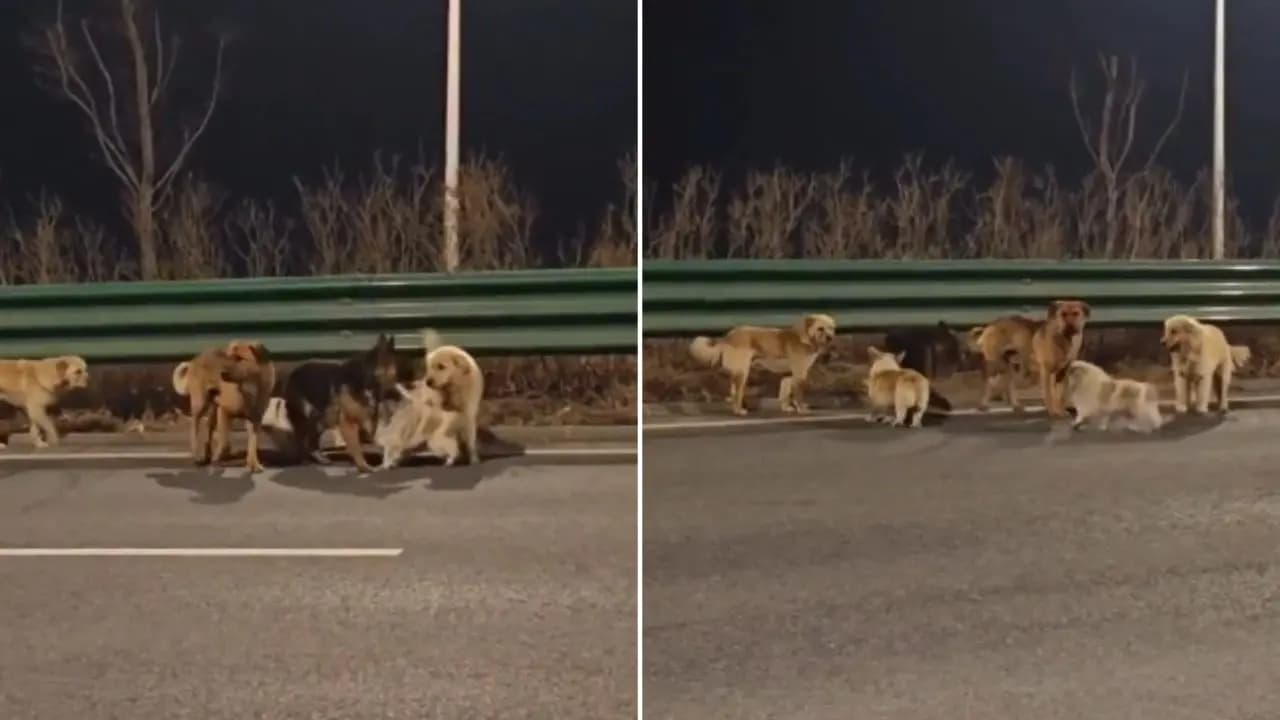 Corgi Leads Pack of 7 Stolen Dogs to Escape Meat Trade and Travel 17km Home in China