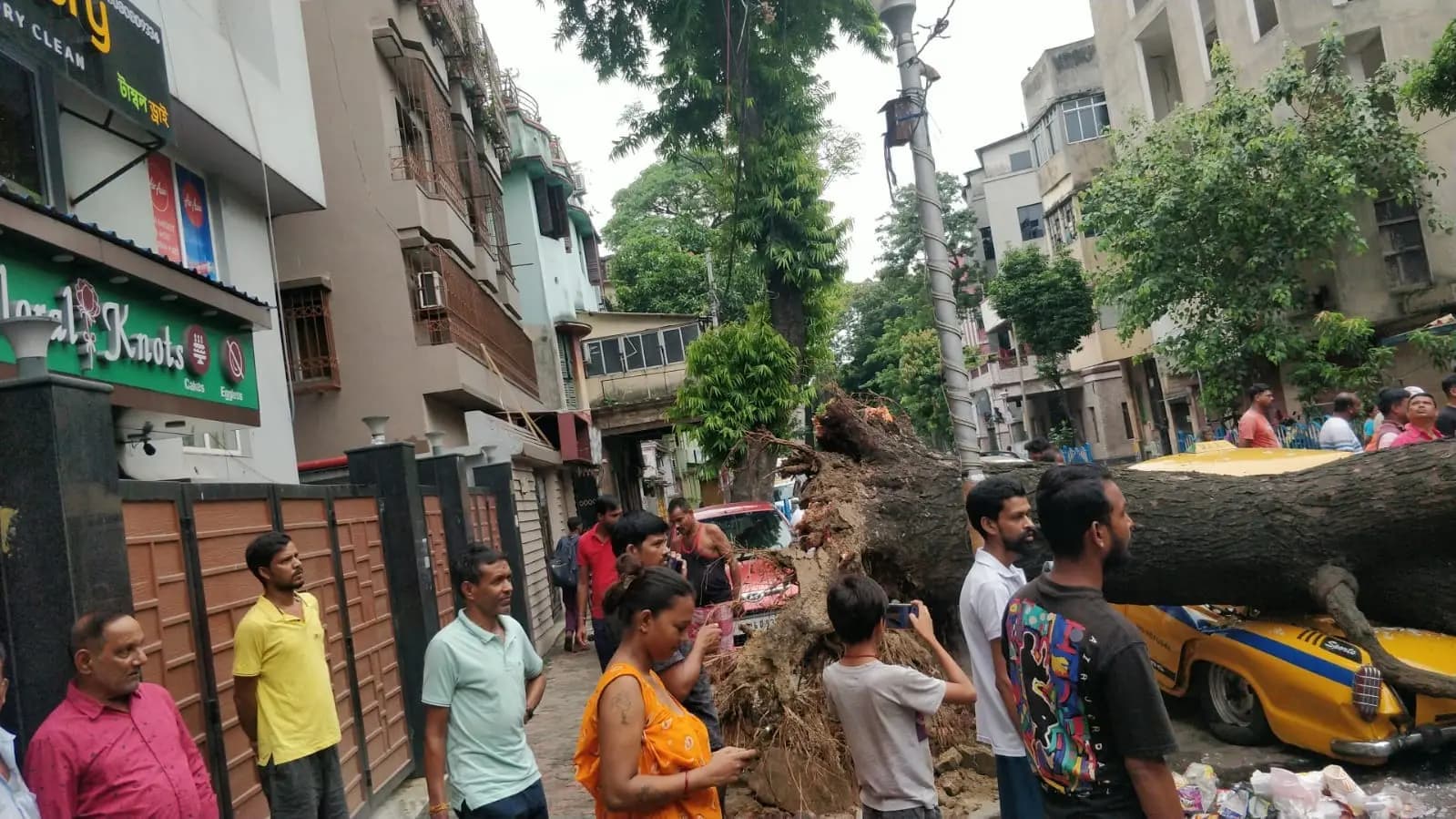 tree fall incident at kolkata