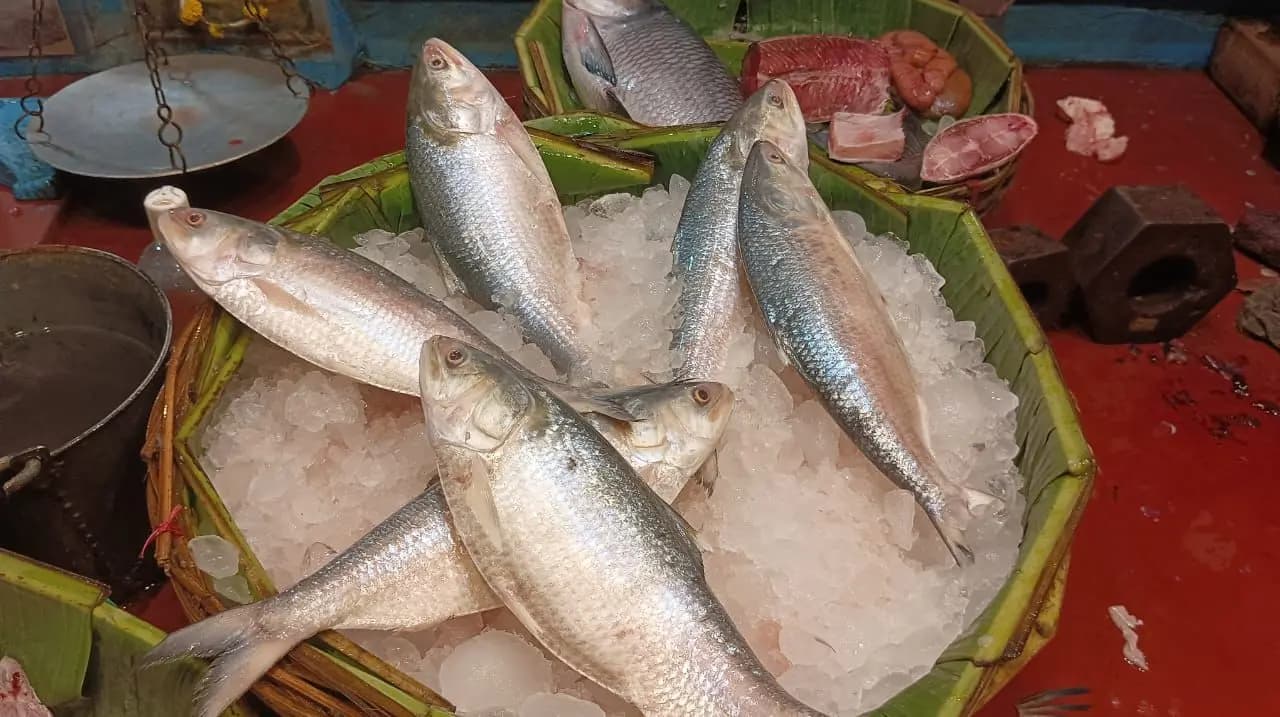 Hilsa at Kolkata markets