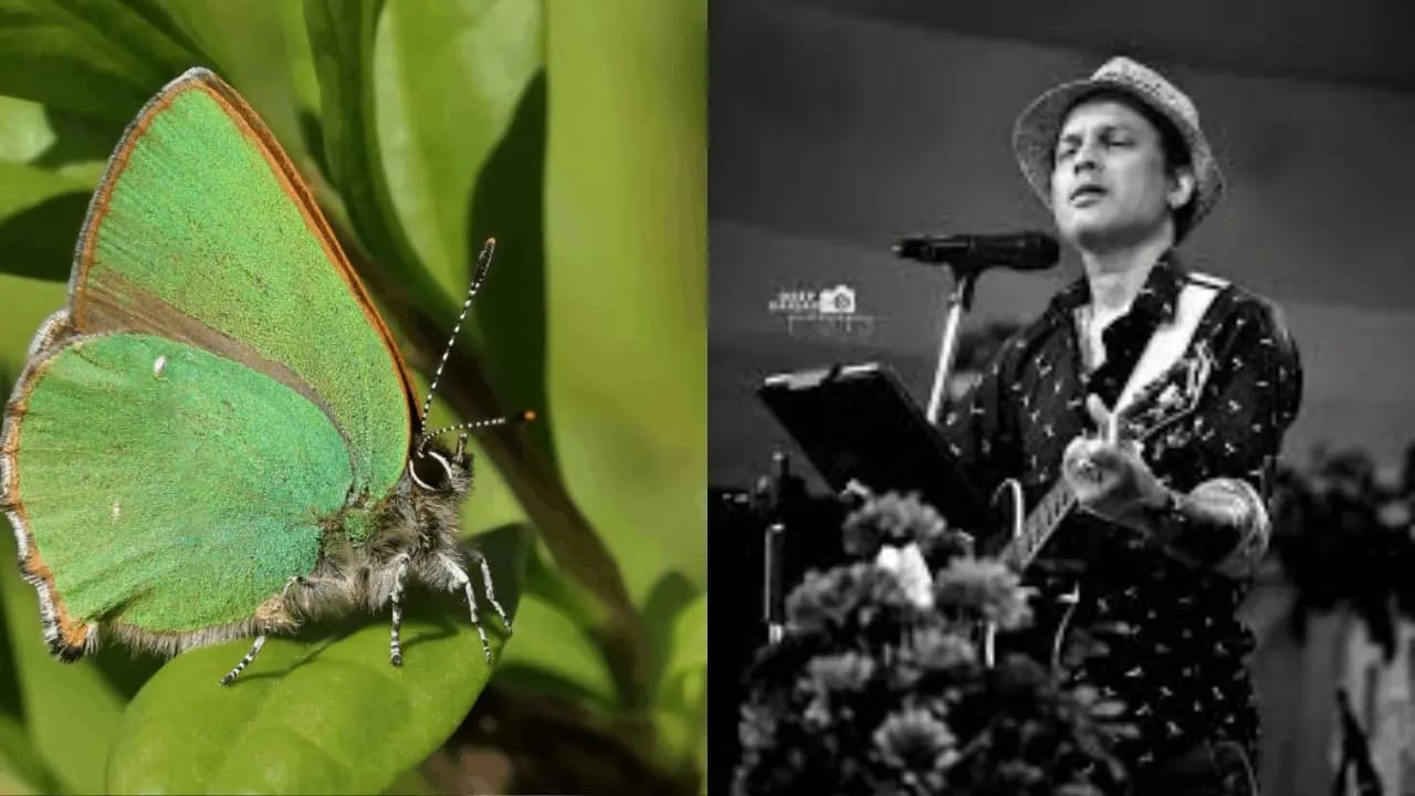 Zubeen Garg butterfly