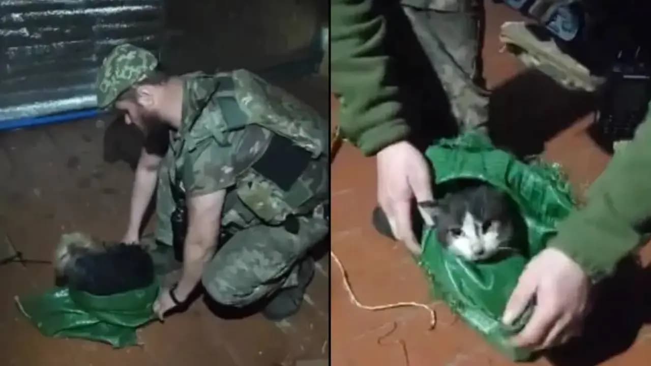 Ukrainian soldiers rescued dog and cat from war zone