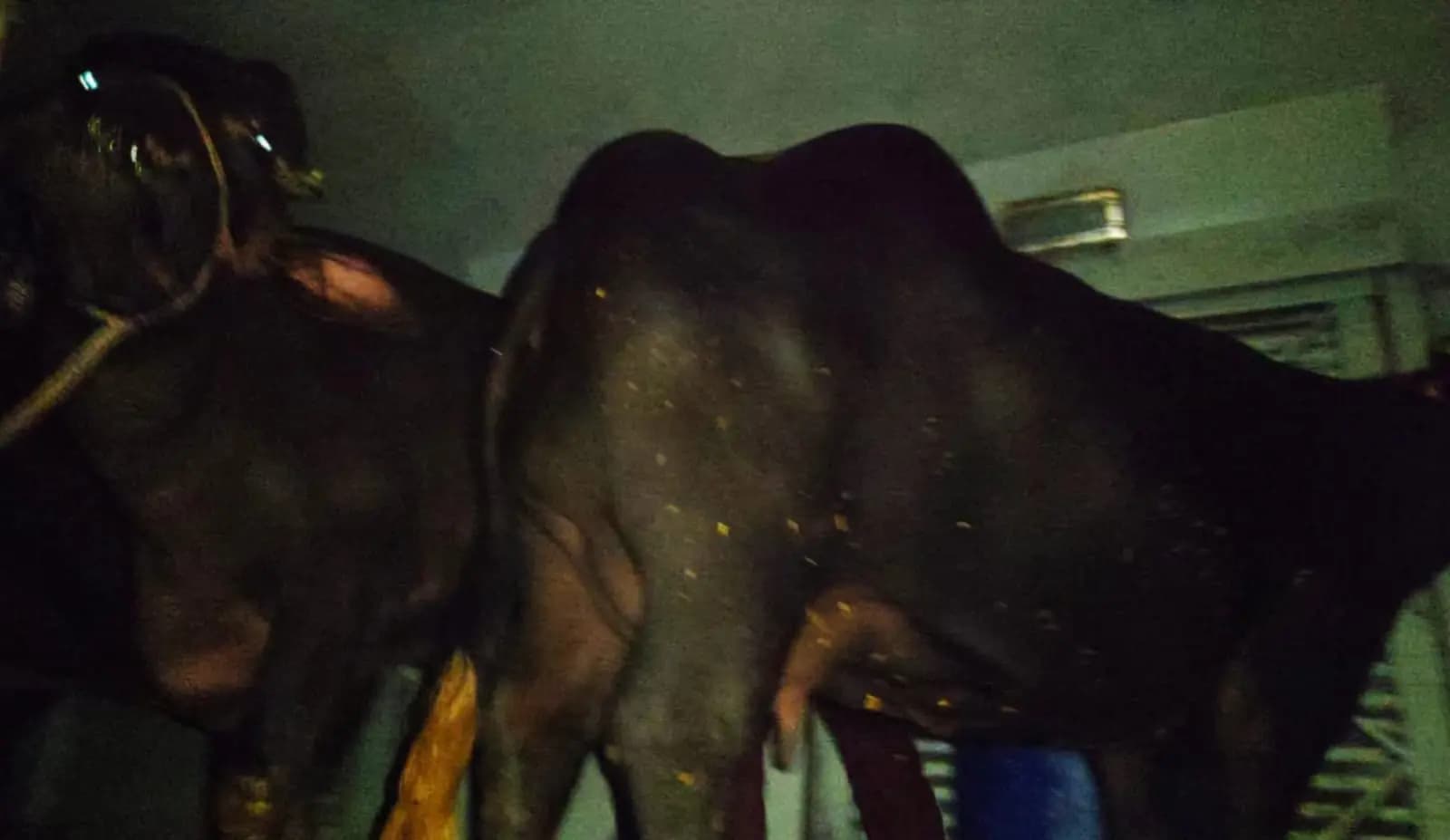 cattle smuggling in train