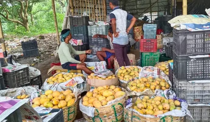 hooghly mangoes goes to uttarpradesh