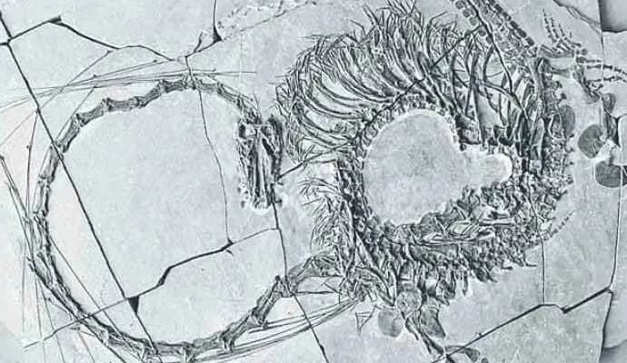 Scientists have discovered a 24 million-year-old Chinese dragon