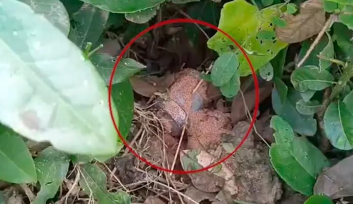 bomb rescued from murshidabad