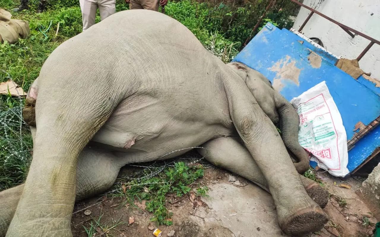 Elephant dies due to electrocution in Binnaguri army camp