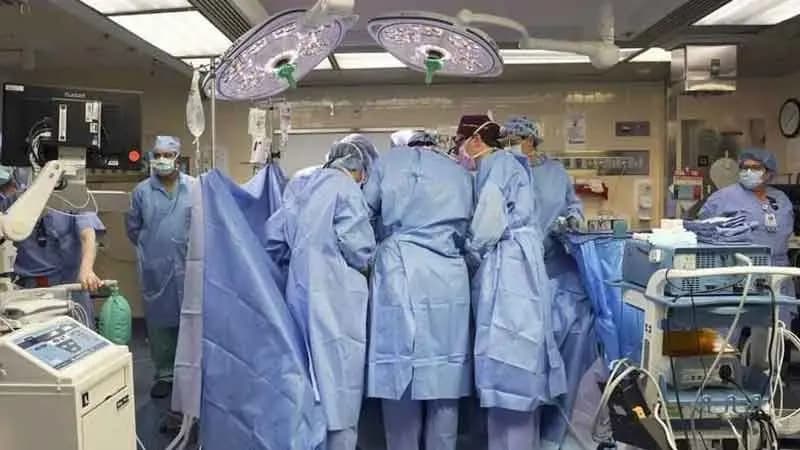 pig kidney transplant into human body