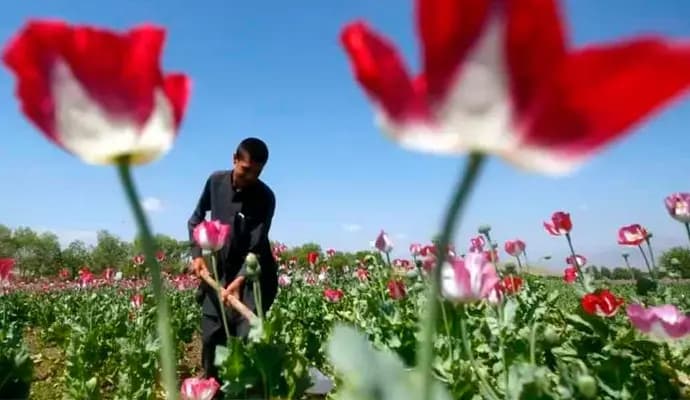 poppy production decreased in afghanistan