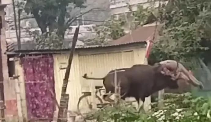 bison enter hasimara station area, one injured