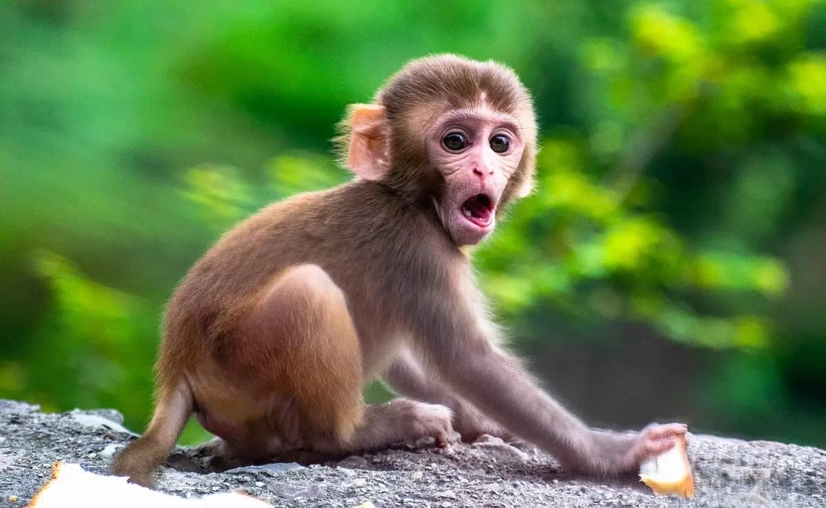 monkey attacks woman in jhansi_gnr