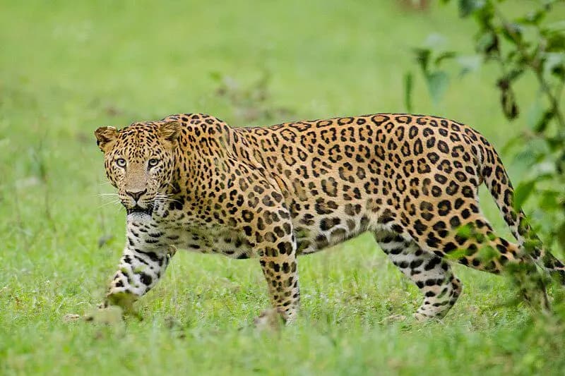 leopard attack, five dead