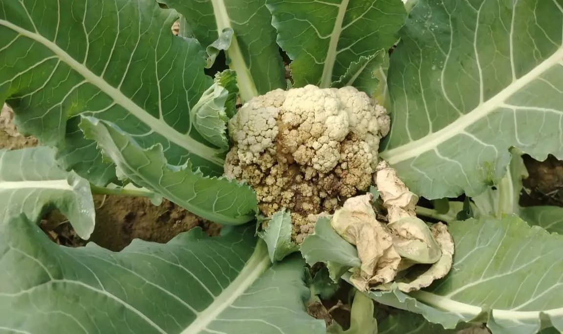 vegetables spoiled due to poison