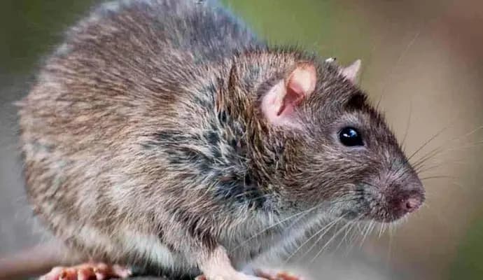 RAT CAN THINK LIKE MAN