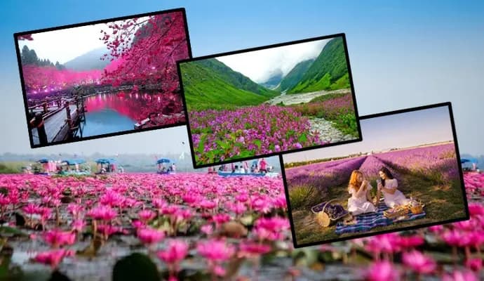 Love flowers? THESE places worth a visit