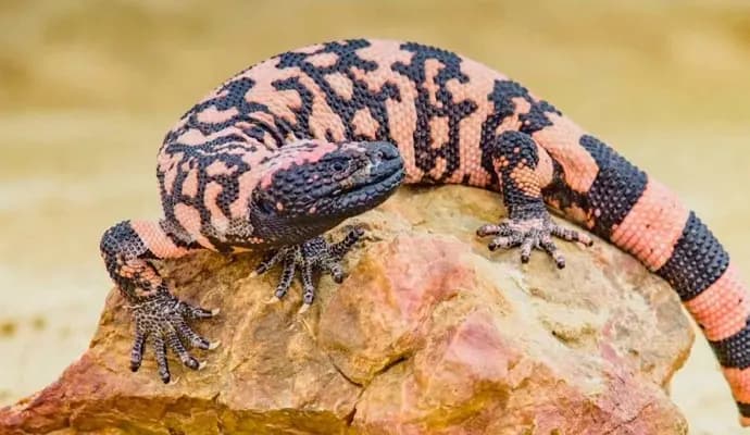 Man dies of lizard byte