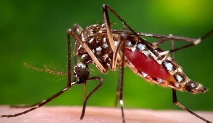 DENGUE PROBLEM IN NAGALAND