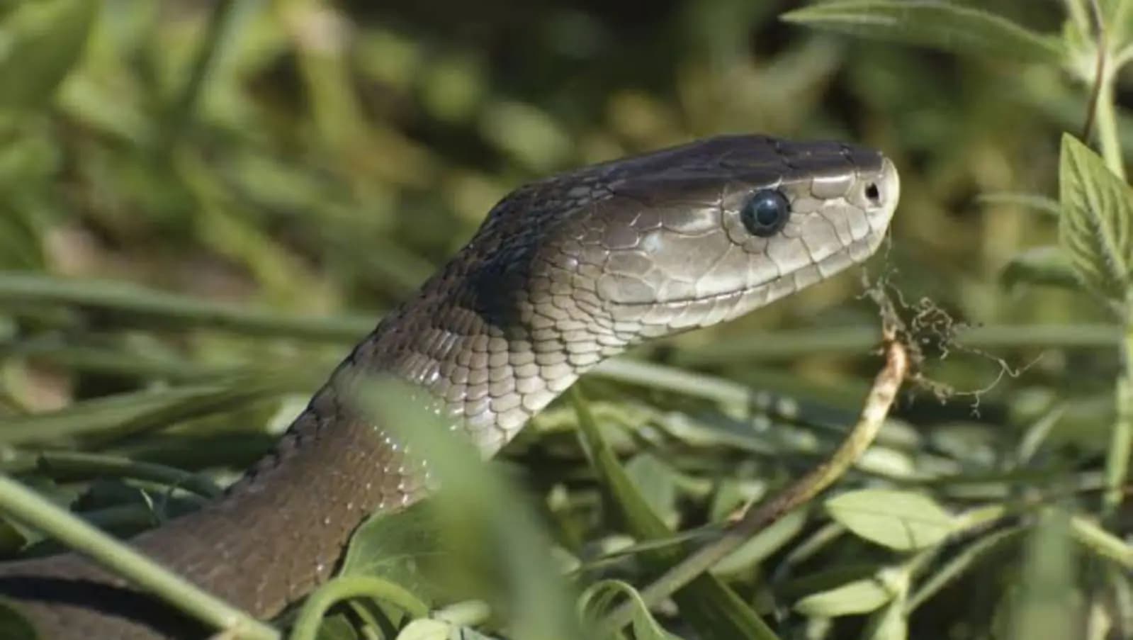snake found in sealdah station